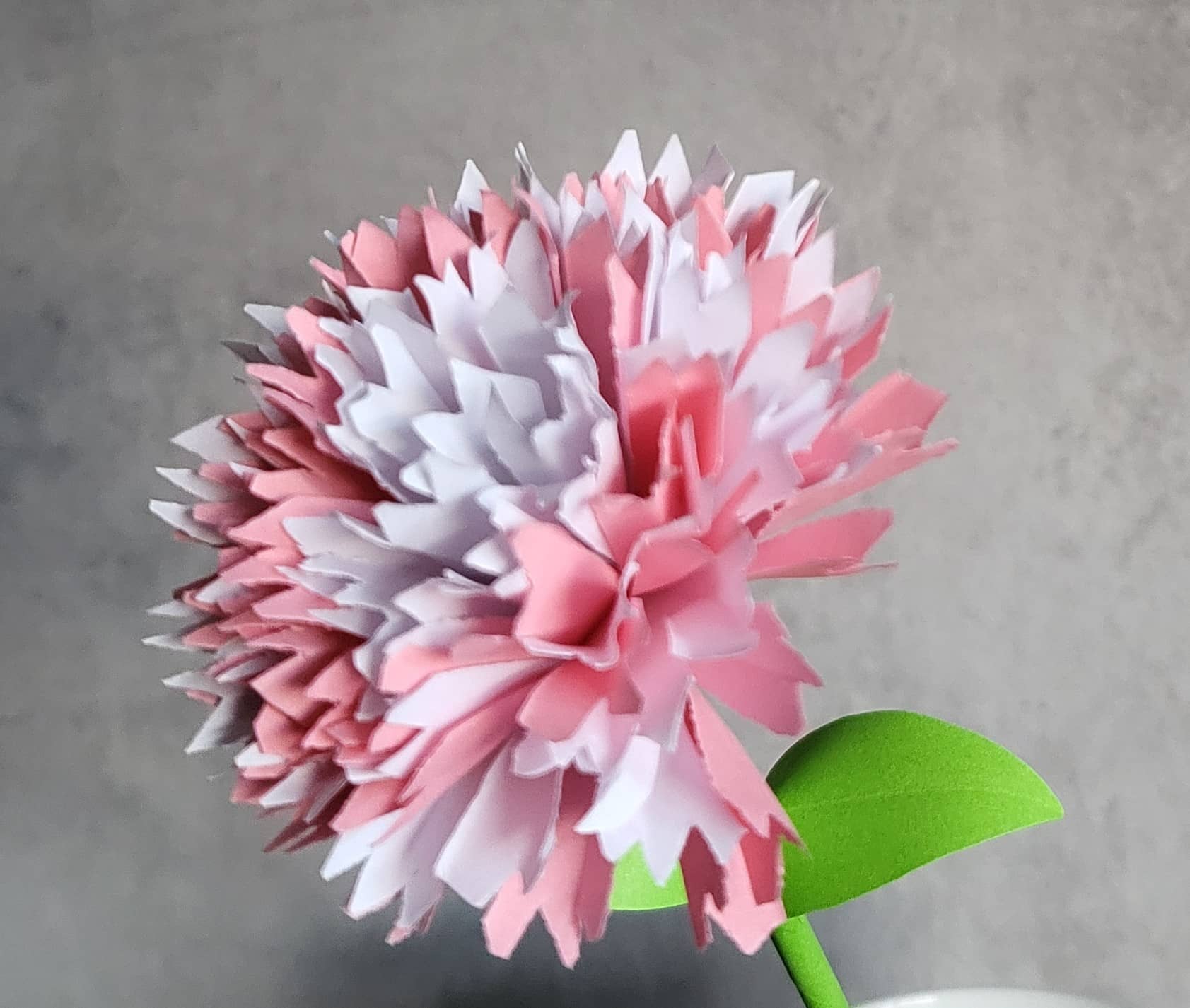 Pink and White Carnation