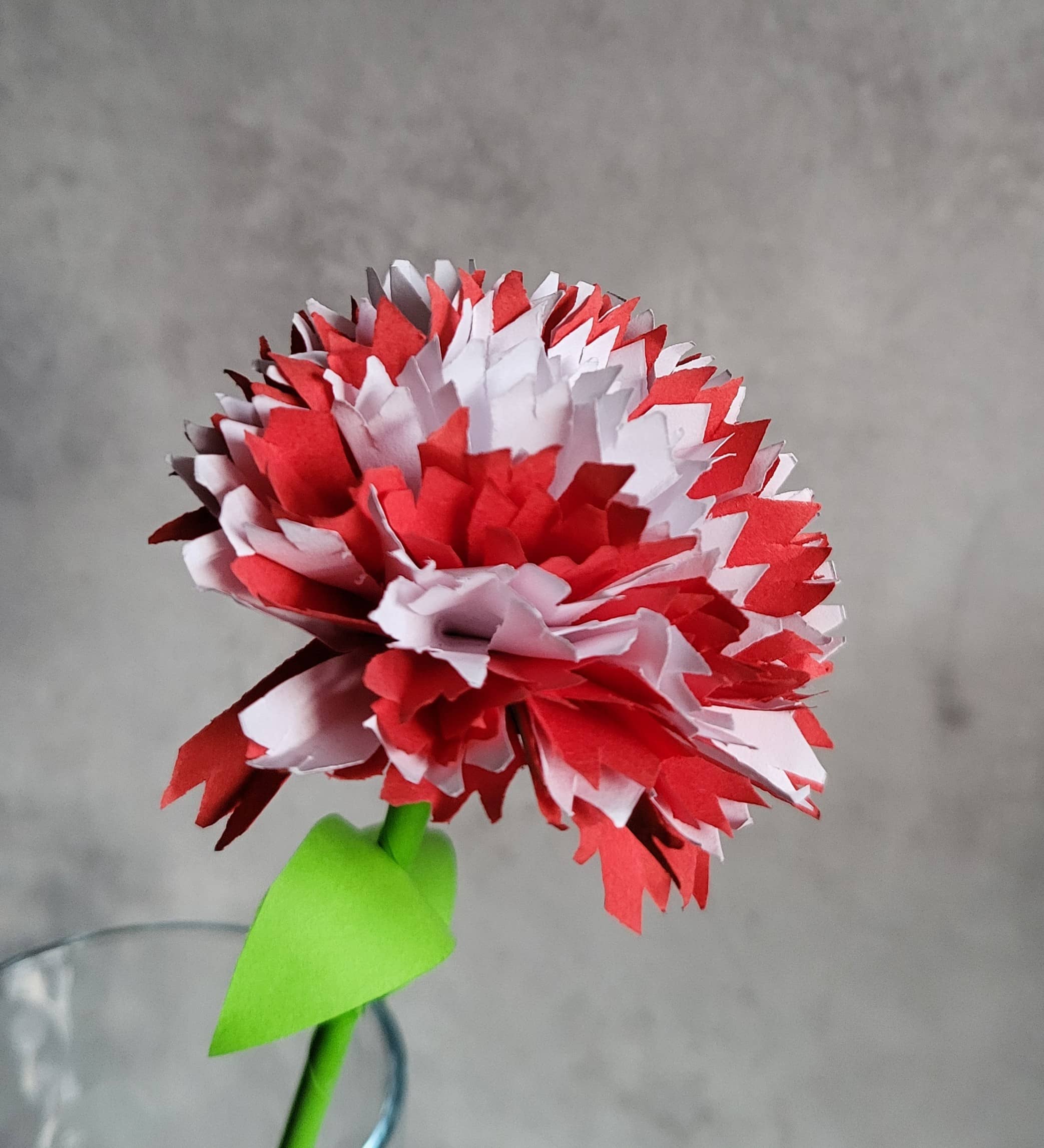 Red and White Carnation