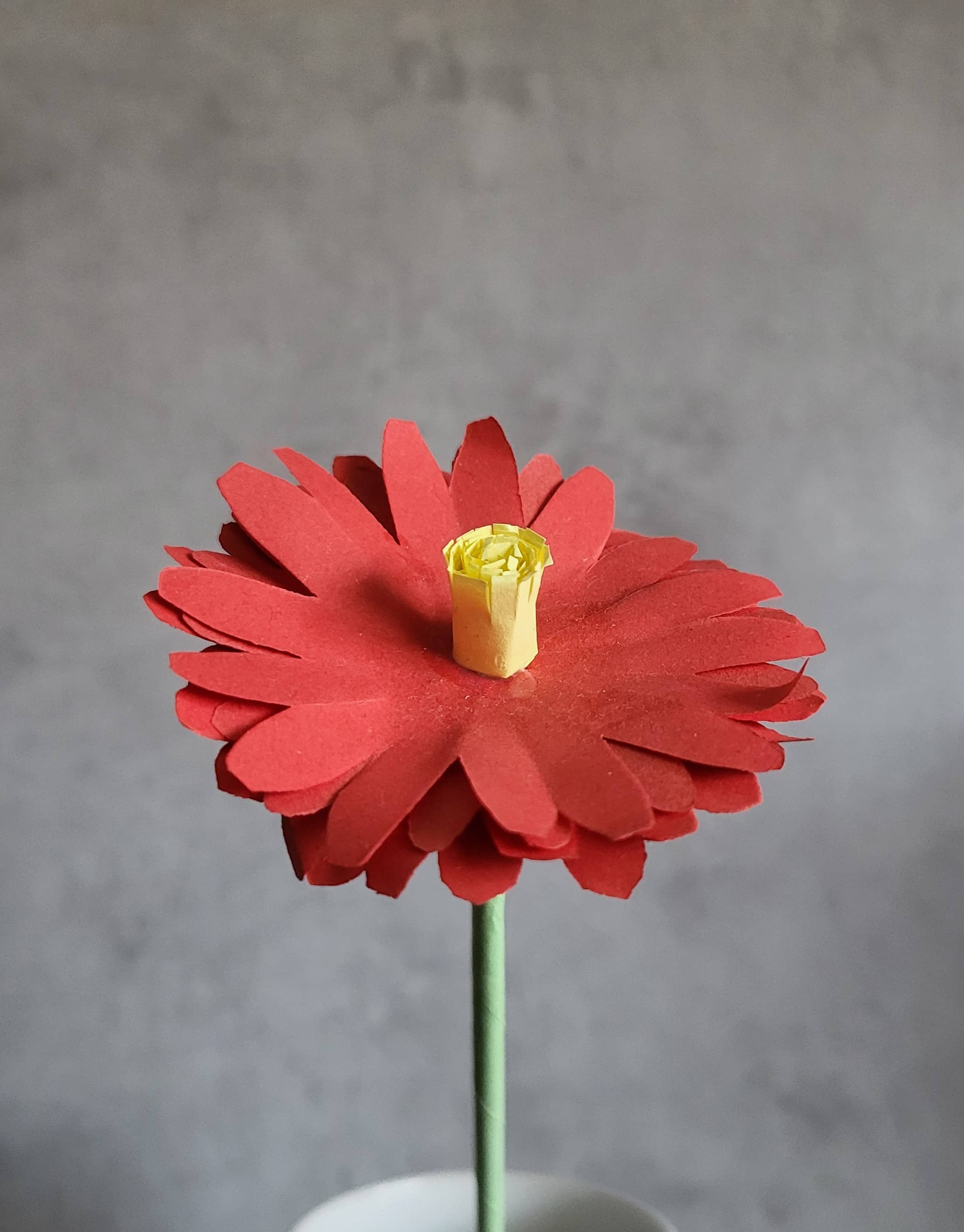 Gerbera